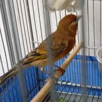 جوجه سره قناری|پرنده|تهران, آهنگ|دیوار