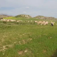 فروش-زمین
