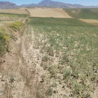 زمین کشاورزی دیم 16000هزارمترمرگورروستای سه گرکان|فروش دفتر صنعتی، کشاورزی، تجاری|ارومیه, |دیوار