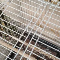 قفس طوطی/عروس هلندی/کبوتر|لوازم جانبی حیوانات|نجف‌آباد, هفده شهریور|دیوار