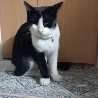 واگذاری گربه