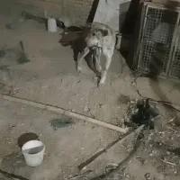 سک افغانی نر دوساله|سگ|جونقان, |دیوار