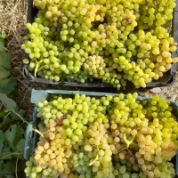 انگور فروشی