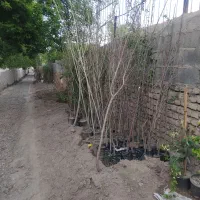 انواع نهال میوه