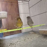 قناری کرست|پرنده|فرخ‌شهر, |دیوار