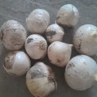 فروش موسیر ارگانیک و تازه