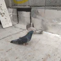 کفتر|پرنده|هریس, |دیوار