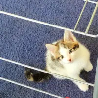 بچه گربه تمیز قشنگ انگل تراپی شده