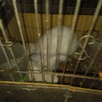 خرگوش لوپ|موش و خرگوش|زید آباد, |دیوار