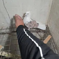 مال اینجا نیستن|پرنده|بروجرد, |دیوار