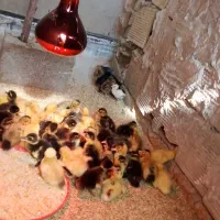 جوجه اردک فروش تکی