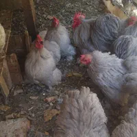مرغ و خروس تخم مرغ نطفه دار کوشین لاوندر تزیینی|حیوانات مزرعه|تهران, پامنار|دیوار