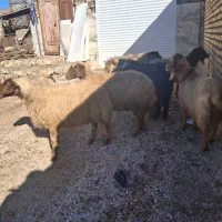 ۲عدد ساورین شیره دار ۲عدد بز ۲عدد میش چاغ