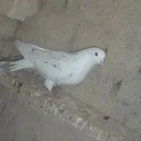 کبوتر|حیوانات|شاهرود, |دیوار