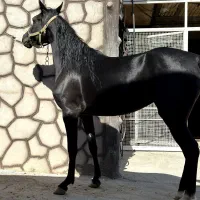 مادیان کرد. سیاه سه ساله شکم خالی.|اسب و تجهیزات اسبسواری|نجفآباد, طالقانی|دیوار