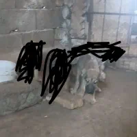 یک توله خراسانی ماده باذات خوب