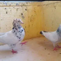 کبوتر رنگی سینه سیاه زرد سرخ قهوه ی سرور آبی سوسنی|پرنده|اصفهان, لاله|دیوار