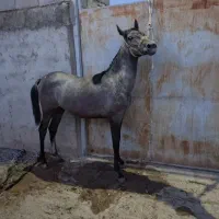 مادیان و کره مادیان