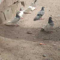 کبوتر|پرنده|جیرفت, |دیوار