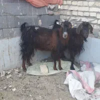 بز چاق|حیوانات مزرعه|بیرجند, |دیوار