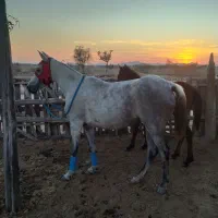 اسب مادیون با کره|اسب و تجهیزات اسب‌سواری|قشم, |دیوار