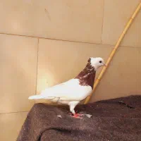 کبوتر گم شده|حیوانات|بیرجند, |دیوار