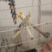 عروس هلندی .