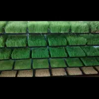 علف تازه هیدروپونیک