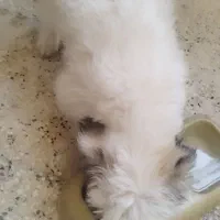 سگ شیتزو کراس|سگ|شیراز, پودنک|دیوار