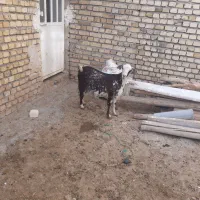 بزفرانسوی|حیوانات مزرعه|اراک, |دیوار