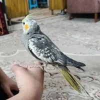 عروس هلندی|پرنده|مشهد, نیزه|دیوار