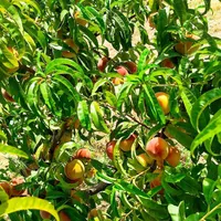 فروش زمین