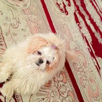 پاکوتا خانگی اصل نژاد پامیل شناسنامه دار