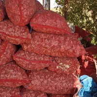 فروش سیر|خوردنی و آشامیدنی|بهار, |دیوار