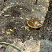 کود مرغ