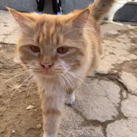 گربه نژاد DLH