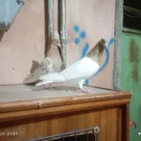 باشی ساری نروماده