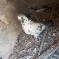 کبوتر کله دم سبز و مسافتی