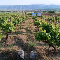 باغ|فروش زمین و ملک کلنگی|زرنه, |دیوار