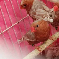 فنچ زبرا فول اورنج کاکلی