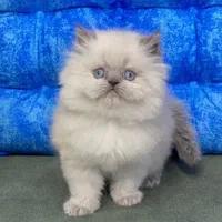 ملوسکای دست آموز|گربه|گرگان, |دیوار