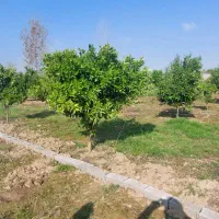 ملک-کاسبی-1000متری-تفکیک-کن-بفروش-سود-کن