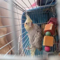 عروس هلندی گلباقالی