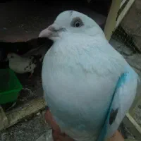 کفتر پرشی