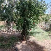 فروش-زمین-متراژ-150-متر-در-شهرک-نادی