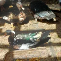 اردک اسرائیلی  تک جوجه جفت  و غوغاز|حیوانات مزرعه|الوند, |دیوار