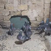 کبوتر