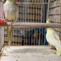 عزوس هلندی مولد دوکت|پرنده|کرج, استاندارد|دیوار