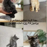 بچه گربه پرشین سیامی