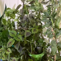 گٌل|گل و گیاه طبیعی|ایذه, |دیوار